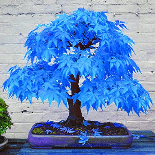 Haloppe 20 Stück blaue Ahorn-Pflanzen-Samen für die Hausgartenbepflanzung, schöne seltene blaue Ahorn-Samen, Bonsai-Pflanzen, Garten, Haus, Baumdekoration
