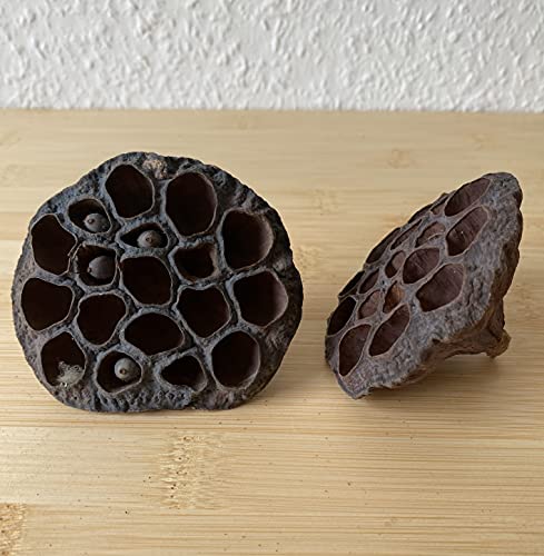 garnelenshop24de Lotos Lotus Bud - Deko & Versteckmöglichkeit