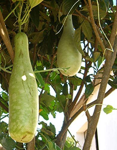 Seedeo® Afrikanische Riesenkalebasse (Lagenaria siceraria) 20 Samen
