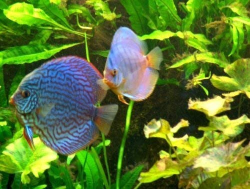 Mühlan Pflanzenhandel Wasserpflanzen Set für Diskus Aquarium 350-500 l
