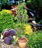 BALDUR Garten Säulen-Pflaumen 'Black Amber', 1 Pflanze, Prunus domestica Säulenobst winterhart Zwergobstbaum, platzsparende Säule für kleine Gärten, Balkone & Terrassen