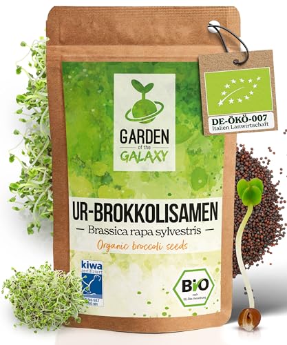 Brokkoli Samen Bio [500 Gr] - Brokkolisamen mit hohem Sulforaphan Gehalt dank Sorte"Brassica rapa sylvestris" direkt aus Italien - Im Keimglas für Brokkolisprossen oder zum sofortigen Genuss