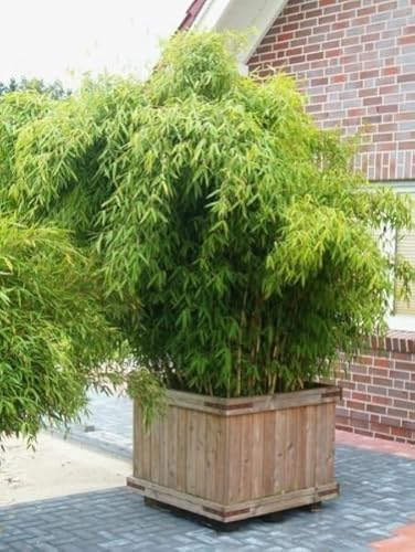 Baumschule Pflanzenvielfalt Fargesia murielae Hobbiebrunkens Favorit Gartenbambus - 40-60 cm