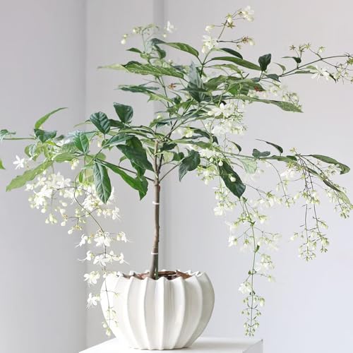 pflanze duftend winterhart samen pflanzensamen zimmerpflanzen wohnzimmer bonsai samen zimmerblumen blumensaat topfpflanzen indoor garden balkonpflanzen blumensamen blumen garten 50pcs