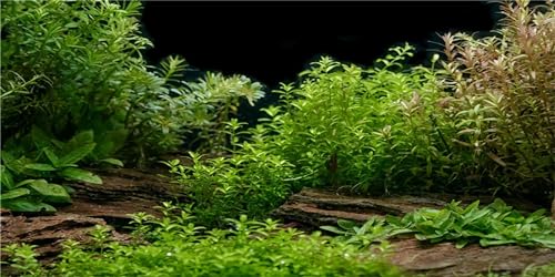 MIRRORANG 61x30cm Aquarium Hintergrund Flussbett & See Wasserpflanze Aquarium Hintergrund Vinyl