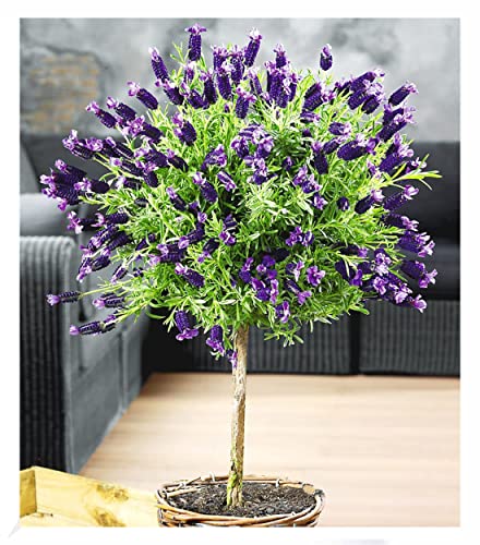 BALDUR Garten Lavendelstämmchen mit Krone, 1 Pflanze, Lavandula für Balkon & Terrasse Duftlavendel, winterhart, duftend, trockenresistent, pflegeleicht, Bienen- und Schmetterlingsfreundlich