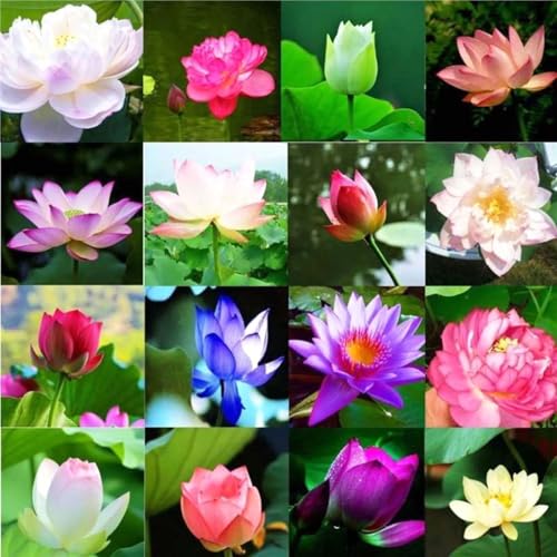 Hardware Tribe 50 verschiedenfarbige Lotusblumensamen, geöffnet und Leichter zu überleben,Bonsai - Lotus mit kostenlosem Dünger,China.Nicht-GM-Lotusamen，Für Wohnung & Garten Deko: Schüssellotussamen