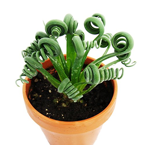 Exotenherz - Albuca spiralis "Frizzle Sizzle" - Ausgefallenes Zwiebelgewächs