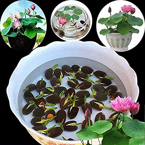 puran 1 Beutel Lotus Seeds Mini Non GVO Gemischte Bonsai Lotus Bowl Seeds, Einfach Zu Pflanzen, Pflanzensamen, Gartenarbeit, Wohnkultur Schüssel Lotus Samen