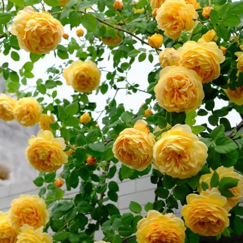 rosenbaum garten winterhart samen, Rosa chinensis, blüten kübelpflanzen kletterrosen winterhart duftend deko blumen bodendecker winterharte pflanzen für balkon exotische pflanzen 450pcs