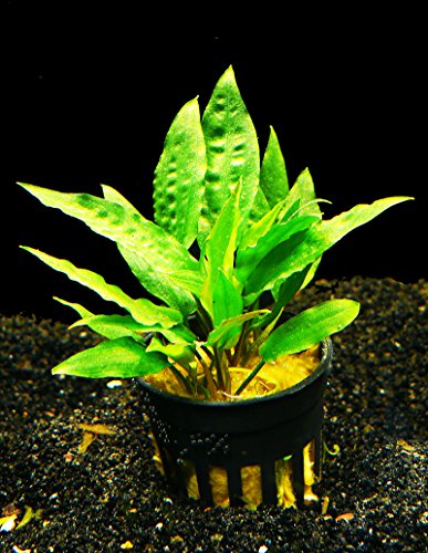 Zoomeister - 1 Topf Usteris Wasserkelch (Cryptocoryne usteriana)