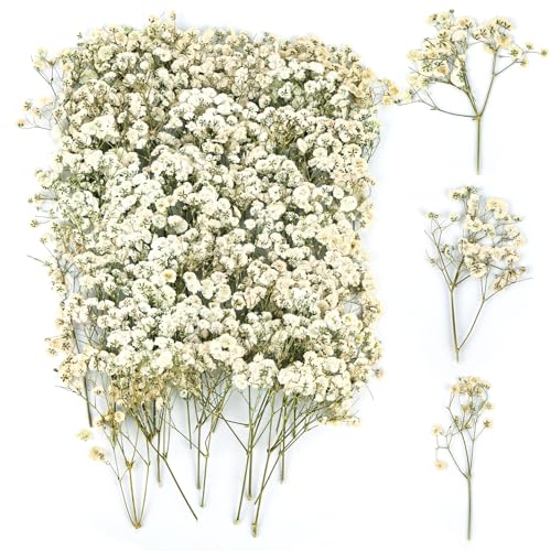100 Stück Trockenblumen, Echte Natur Weiß Getrocknete Blumen, Klein Gepresste Blumen, Schleierkraut Getrocknet für DIY Kerze Botanische Exemplare Fotorahmen Nagelkunst