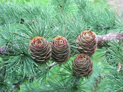 Japanische Lärche Larix kaempferi Pflanze 35-40cm Japan-Lärche Larix leptolepis