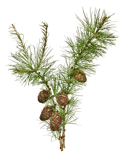 100 Samen Europäische Lärche Larix decidua Waldbaum Samen