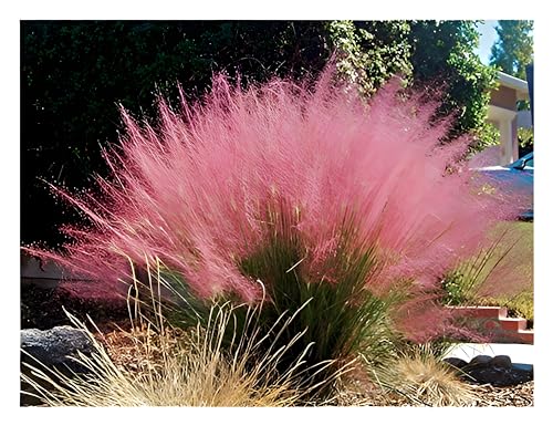 1 x Muhlenbergia capillaris im 1 Liter Topf (Ziergras/Gräser/Winterhart/Mehrjährig/Staude) Rosa Haargras - Rosa Wolken, die den Garten verzaubern - Blickfang - von Stauden Gänge