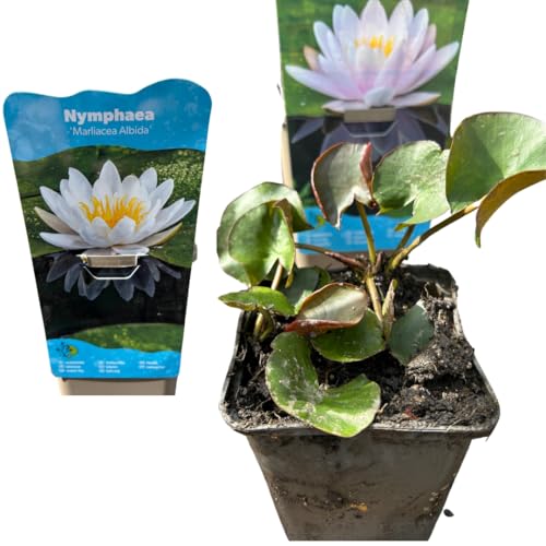 Nymphaea Seerose – Winterharte Teichpflanze für Terrassenteiche, Fässer & Gartenteiche (Weiß)