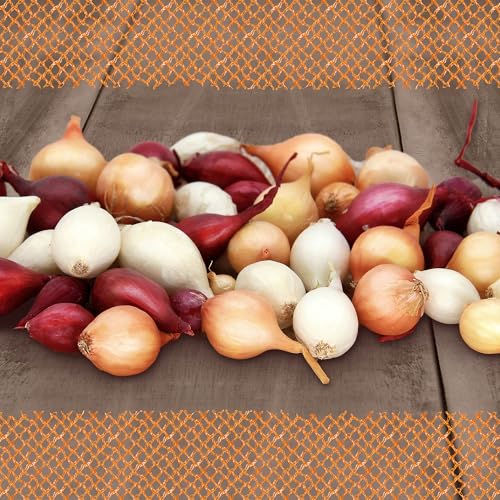 FLORTUS 2000-0423-250g Steckzwiebeln Disco Mix 250 g I Zwiebeln in hoher Qualität pflanzen I Gemüsezwiebel in der Größe 14 - 21 mm