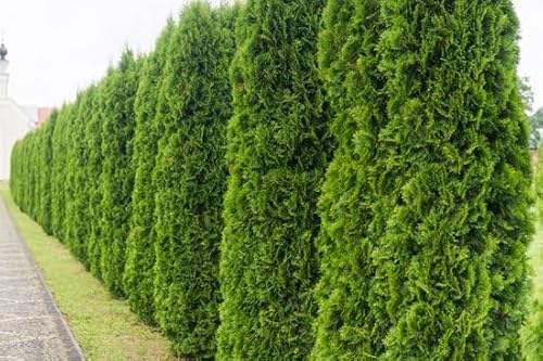 Ferrarium Kieseriet 2,5 kg - Magnesiumreiche Pflanzen-Düngemittel für tiefgrüne Blätter - Ideal für Rasen, Hecken und Gemüse