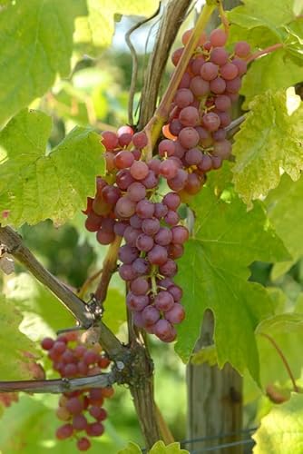 Vanessa, pilzfeste Weinrebe, rote, kernlose Beeren, 60-80cm, im 9x9cmTopf