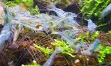 Blue Pearl Garnelen 10 Stück Shrimpfarm-Frankfurt