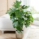 Gardener's Dream große Monstera Deliciosa Topf Pflanze - Fensterblatt Zimmerpflanze, immergrüne, luftreinigende Pflanzen, Größe inkl. Topf 50-60 cm, ideal für Büro, Badezimmer, Wohnzimmer