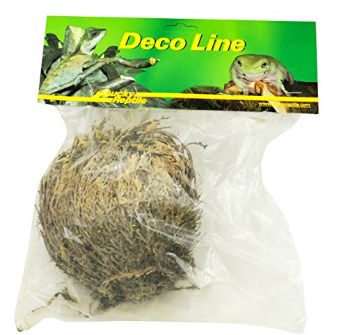 Lucky Reptile Rose von Jericho