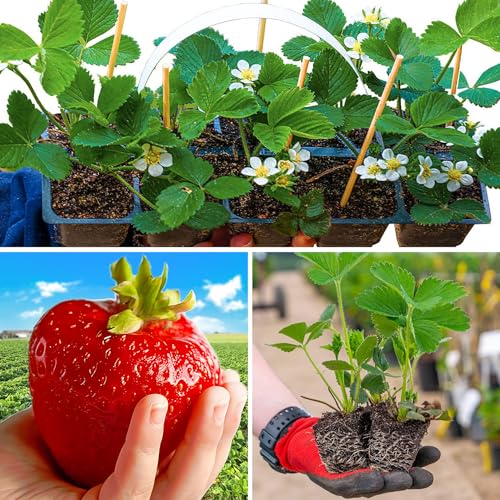 Erdbeerpflanzen 'Gigant' 10 Pflanzen im Topf, Sehr groß, mehrjährig & winterhart, Fragaria x ananassa, Früchte essbar, sehr früh, Erdbeere, Sommerertrag für Garten und Balkon
