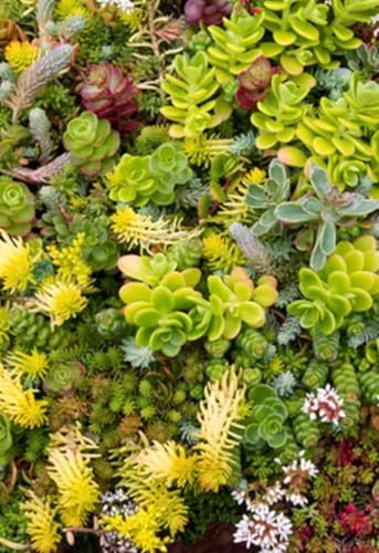 1000 SEDUM-Samen, Mix, Mischung aus versch. Sorten, Dachbegrünung, Steingarten