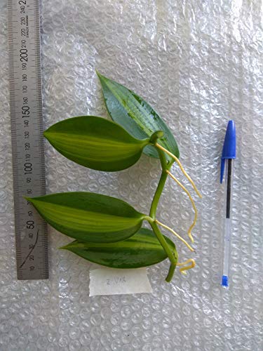 iegata, Vaniglia Planifolia, Orchid Plant, Vanilla Orchid pianta