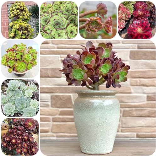 Aeonium arboreum samen sukkulenten Seltene Pflanzen Serie schattenpflanzen winterhart immergrüne kübelpflanze ziergras topfpflanzen pflanzen für draußen ausgefallene balkon hochbeet 80pcs