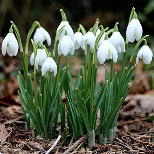 300 Stücke Glockenform Galanthus Nivalis Samen Zierpflanzen Hohe Keimung Landschaftsbau Schneeglöckchen Samen für Zuhause Samen