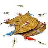 SunGrow 10 St Indischen Seemandelbaumblätter Aquarium, Mandelgarnelenblätter 10-18cm (Mittleres Katappa), Garnelenfutter Zubehör, Bieten Schutz & Nahrung, Zusätzliche Quelle der Nahrung