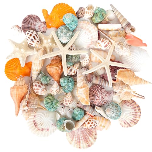 YSWOVUO Gemischt 10 Arten Ozean Muscheln und 3 Arten Seesterne, Natürliche Muscheln mit Aufbewahrungsbox, Ungebohrt Muscheln Deko für Armbänder, Vase Füllstoffe, Fisch Panzer, DIY Kunsthandwerk