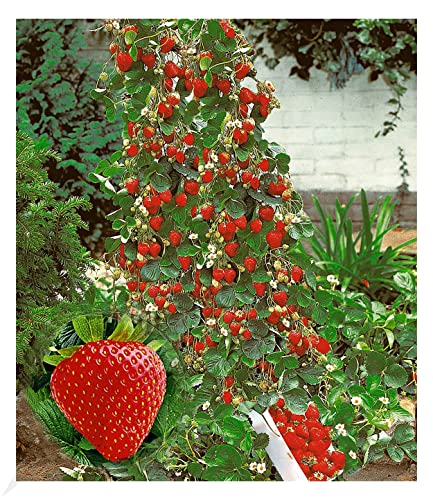 BALDUR Garten Kletter-Erdbeere 'Hummi®', 3 Pflanzen, Fragaria Erdbeerpflanze, schnellwachsende und rankende Klettererdbeeren, selbstfruchtend, winterhart, blühend, Fragaria x ananassa