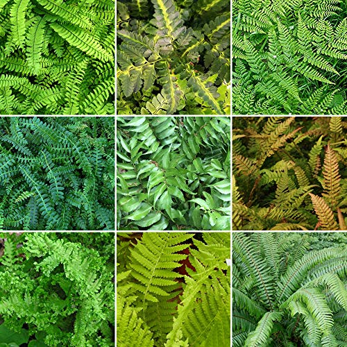 Gardeners Dream 5er Farn Winterhart Mix - Farn Immergrün Stauden Winterhart Mehrjährig - Farne Winterhart für Garten - Winterharte Kübelpflanzen & Balkon Pflanzen - Bodendecker Pflanzen Winterhart