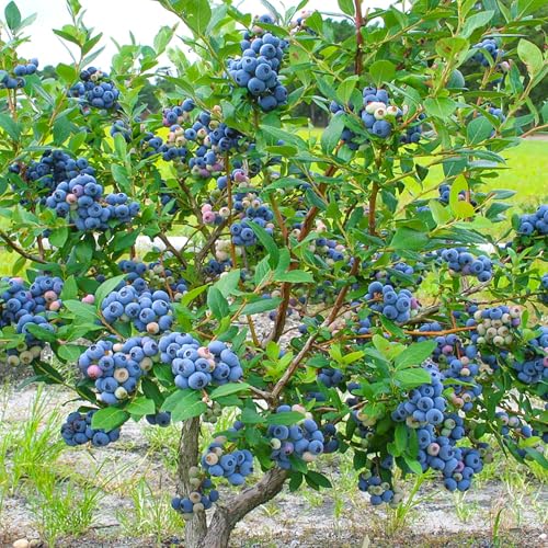 Heidelbeere Blaubeeren Pflanze "Elizabeth" 1 Pflanze, Vaccinium corymbosum reichtragend Heidelbeere für Töpfe & Kübel | Heidelbeere für Balkon, Terrasse oder Garten, Winterhart
