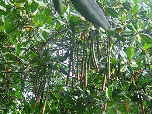 Rote Mangrove Rhizophora mangle Pflanze 15-20cm Mangrovenbaum Rarität