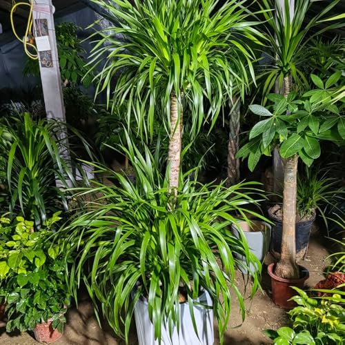 drachenblutbaum samen baumsamen, bonsai indoor drachenbaum winterharte pflanzen für den garten zimmerbonsai samen, bäume minigarten, baum echt 6pcs