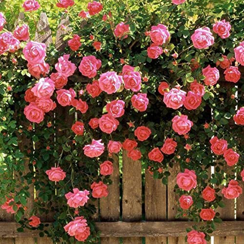 Haloppe 100 Stück Kletterrosen-Blumen-Pflanzensamen für das Pflanzen im Hausgarten, Kletterrosen-Samen für Garten, Zuhause, Balkon, Zäune, Dekor, Pflanzen, Blumen Rosa