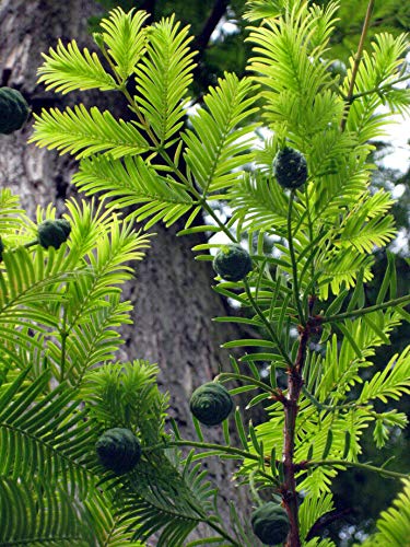 Echte Sumpfzypresse Taxodium distichum Pflanze 15-20cm Sumpfeibe Zyresse