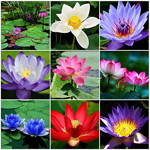 Schüssel Lotusblumensamen – 50 Stück Bunte Lotus Samen für die Wasserbepflanzung im Garten, Teich oder als Zimmerpflanze (20 Stück Mehrfarbig)