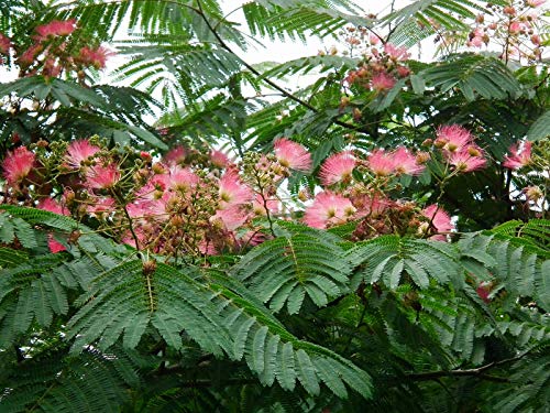 Green Future Pflanzenhandel Seidenbaum Albizia julibrissin Pflanze 70-80cm Schlafbaum Seidenakazie Rarität