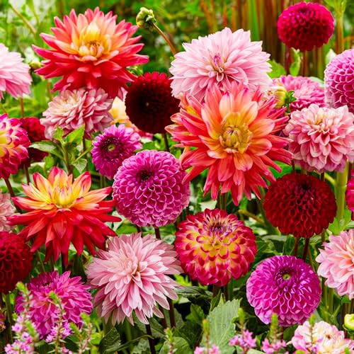 Dahlien Knollen Super Kollektion, 10 Riesen Dahlien Blumenzwiebeln Mischung aus Holland, echte große Dahlien Pflanzen mit Blumen für Garten und Töpfe (kein Samen, nicht künstlich und winterhart)