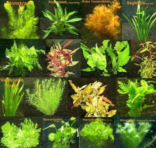 Mühlan Pflanzenhandel 105 rote Wasserpflanzen,15 Bund Aquariumpflanze