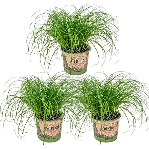 Bloomique - 3er Set - Cyperus Zumula - Katzengras Fertig Gewachsen - Zimmerpflanzen - Pflegeleicht - Haustierfreundlich - Höhe 20-30 cm - Topf 12 cm