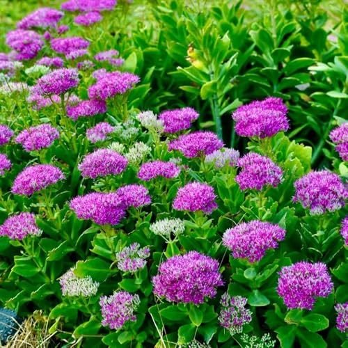 Fetthenne Pflanze Winterhart Samen, alte sorten bonsai samen geschenke für gartenliebhaber schmetterlingswiese saatgut balkongewächshäuser sukkulenten samen zimmerpflanzen herbstblumen 85pcs
